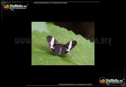 Thumbnail image #2 of the White-Striped-Black-Moth