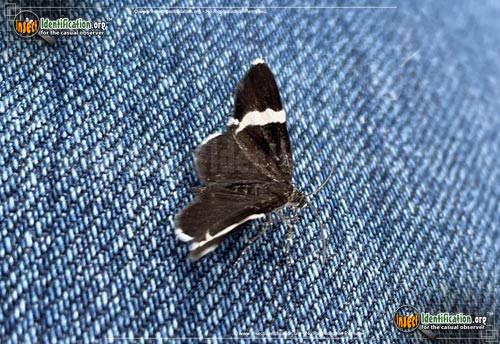 Thumbnail image of the White-Striped-Black-Moth