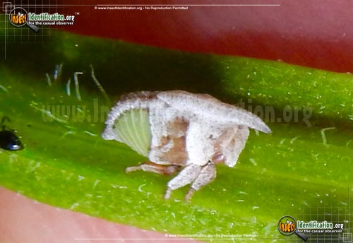 Thumbnail image of the Wide-footed-Treehopper