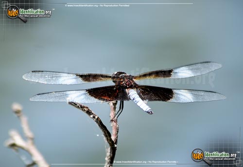 Thumbnail image #9 of the Widow-Skimmer