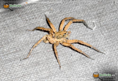 Thumbnail image of the Wolf-Spider-Generic