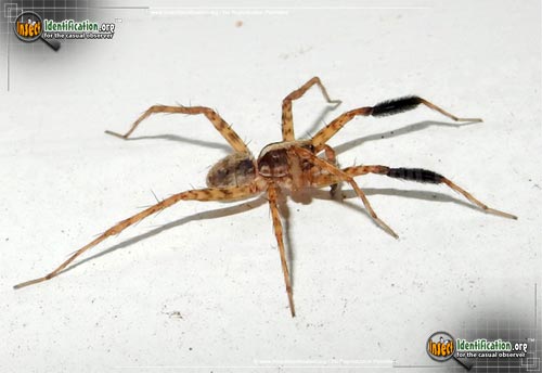 Thumbnail image of the Wolf-Spider-Schizocosa-crassipes