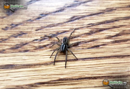 Thumbnail image of the Wolf-Spider-Tigrosa