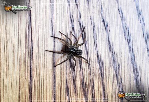 Thumbnail image #2 of the Wolf-Spider-Tigrosa
