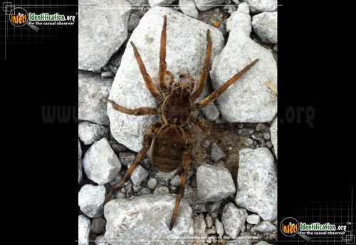 Thumbnail image #3 of the Wolf-Spider