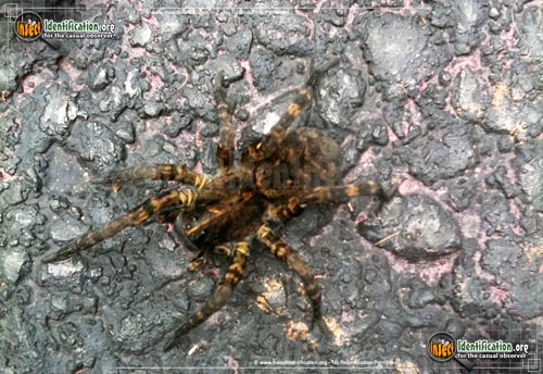 Thumbnail image #4 of the Wolf-Spider