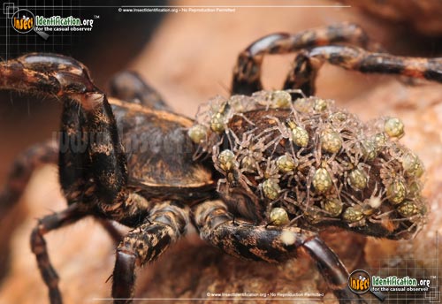 Thumbnail image #5 of the Wolf-Spider