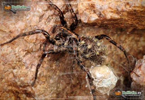 Thumbnail image #2 of the Wolf-Spider