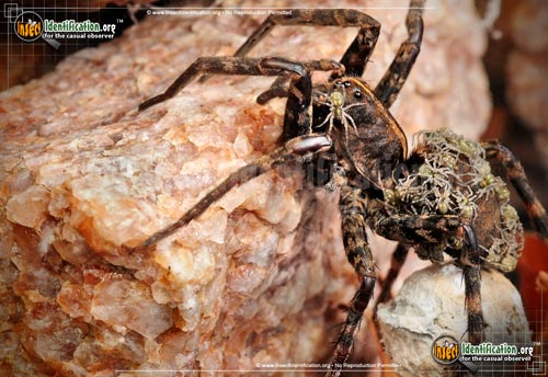 Thumbnail image #15 of the Wolf-Spider