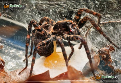 Thumbnail image #14 of the Wolf-Spider