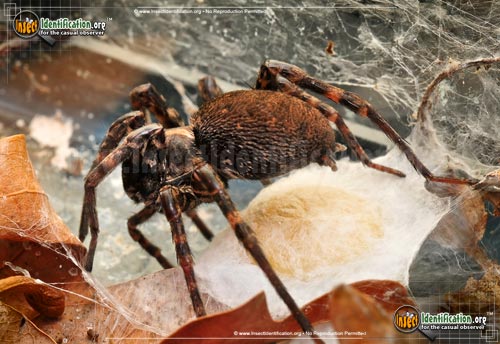 Thumbnail image #12 of the Wolf-Spider