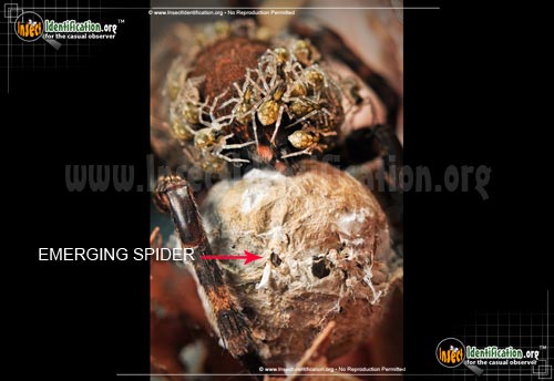 Thumbnail image #6 of the Wolf-Spider