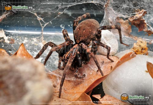 Thumbnail image #7 of the Wolf-Spider