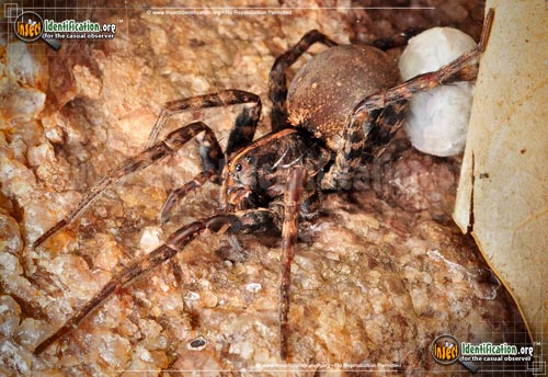 Thumbnail image #8 of the Wolf-Spider
