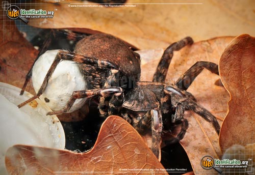 Thumbnail image #10 of the Wolf-Spider
