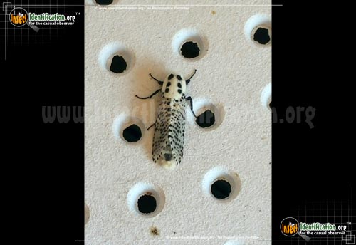 Thumbnail image #3 of the Wood-Leopard-Moth