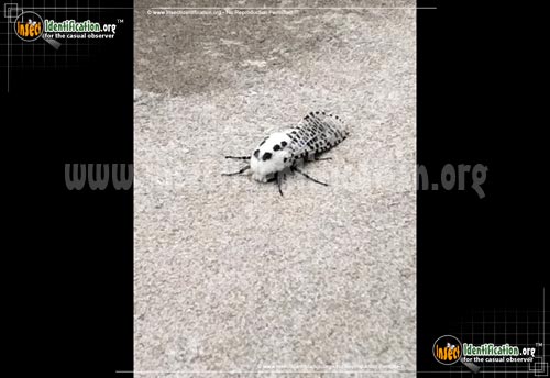 Thumbnail image of the Wood-Leopard-Moth
