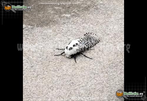 Thumbnail image #4 of the Wood-Leopard-Moth