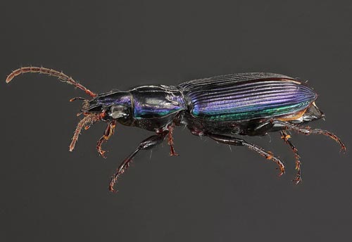 Thumbnail image of the Woodland-Ground-Beetle-Pterostichus