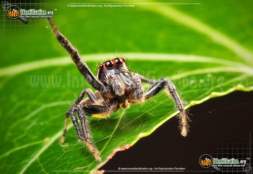 Thumbnail image #4 of the Woodland-Jumping-Spider