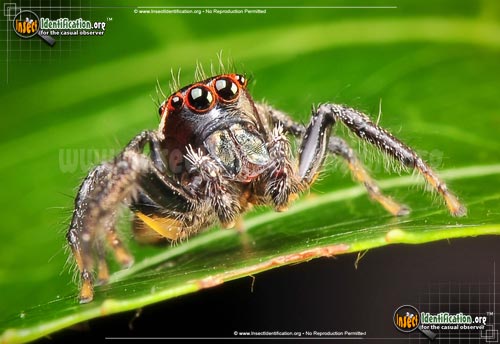 Thumbnail image #5 of the Woodland-Jumping-Spider