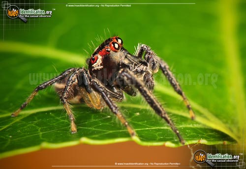 Thumbnail image #6 of the Woodland-Jumping-Spider