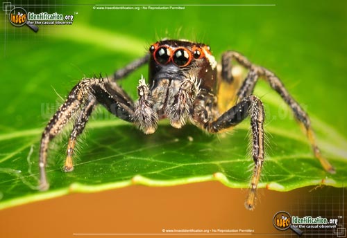 Thumbnail image #7 of the Woodland-Jumping-Spider