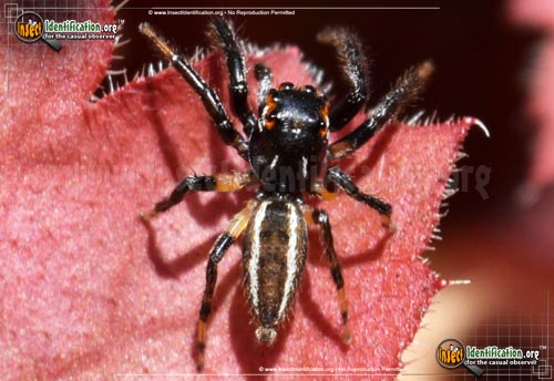 Thumbnail image #2 of the Woodland-Jumping-Spider