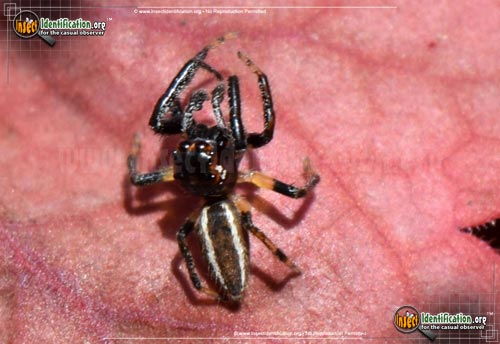 Thumbnail image #3 of the Woodland-Jumping-Spider