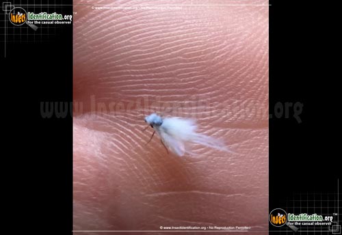 Thumbnail image of the Woolly-Aphid