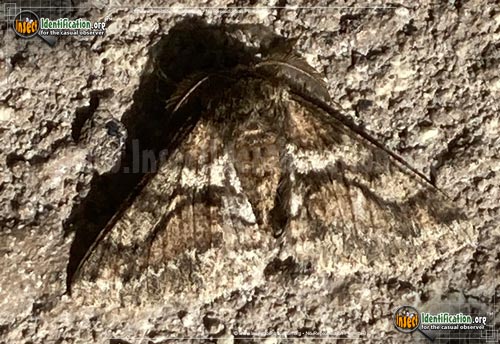 Thumbnail image of the Woolly-Gray-Moth