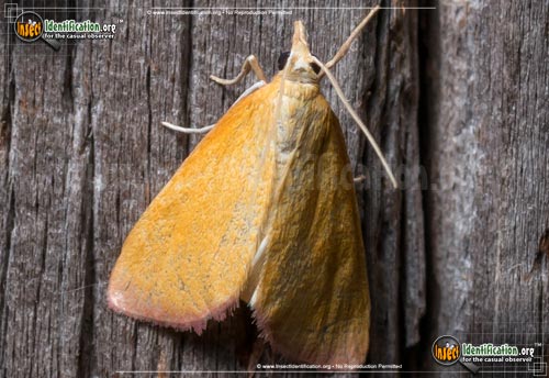 Thumbnail image of the Xanthostege-Roseiterminalis-Moth