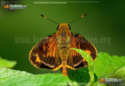 Thumbnail image of the Yehl-Skipper