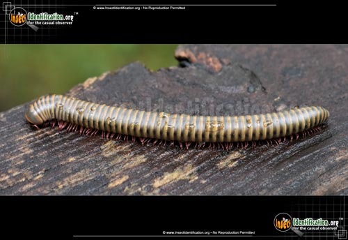 Thumbnail image of the Yellow-Banded-Millipede