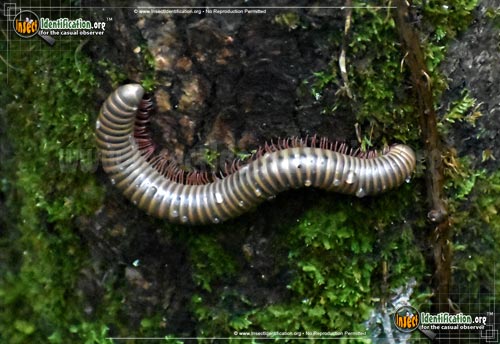 Thumbnail image #2 of the Yellow-Banded-Millipede