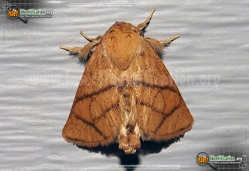Thumbnail image of the Yellow-Collared-Slug-Moth