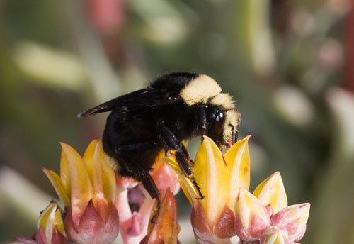 Thumbnail image of the Yellow-Faced-Bumble-Bee