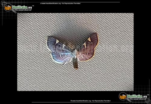 Thumbnail image #3 of the Yellow-Fringed-Dolichomia-Moth