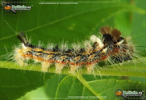 Thumbnail image of the Yellow-Haired-Dagger-Moth