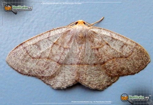 Thumbnail image of the Yellow-Headed-Looper-Moth