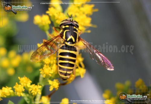 Thumbnail image of the Yellow-Jacket-Fly