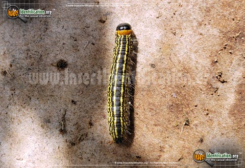 Thumbnail image #3 of the Yellow-Necked-Caterpillar-Moth