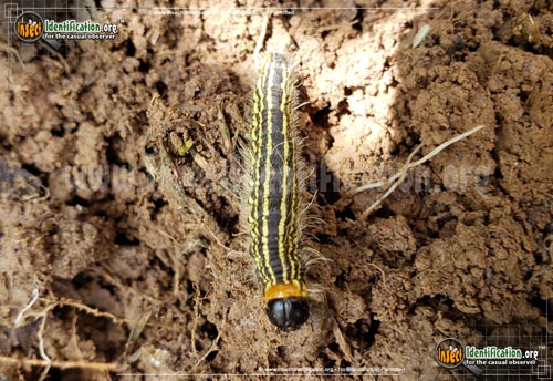 Thumbnail image #4 of the Yellow-Necked-Caterpillar-Moth