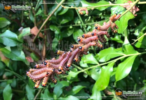Thumbnail image #2 of the Yellow-Necked-Caterpillar-Moth