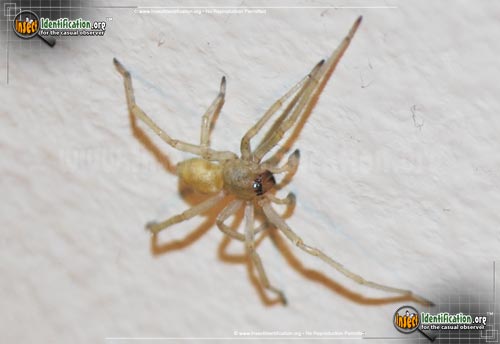 Thumbnail image #2 of the Yellow-Sac-Spider