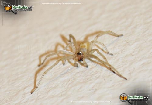 Thumbnail image #3 of the Yellow-Sac-Spider