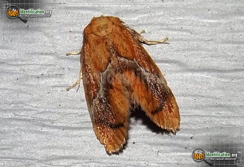 Thumbnail image of the Yellow-Shouldered-Slug-Moth