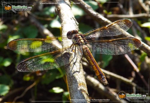 Thumbnail image of the Yellow-Sided-Skimmer