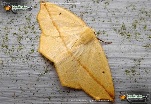 Thumbnail image #2 of the Yellow-Slant-Line-Moth