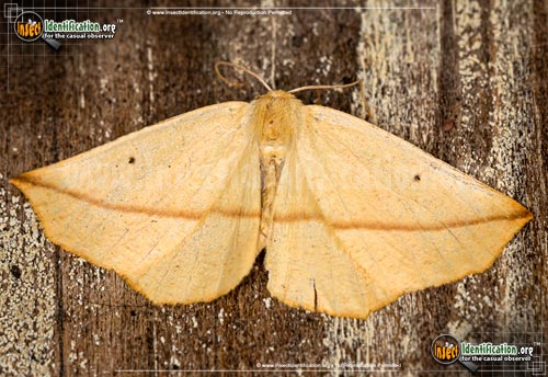 Thumbnail image of the Yellow-Slant-Line-Moth